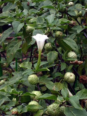 Datura poison