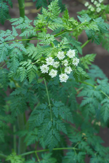 自然毒のリスクプロファイル 高等植物 ドクニンジン 厚生労働省