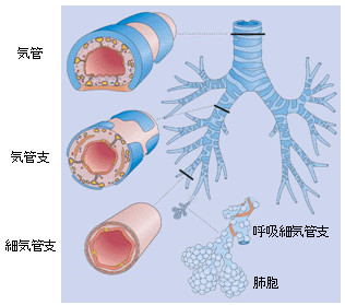 正常の気道と肺胞の図