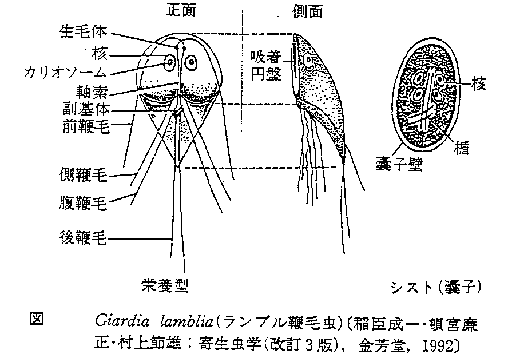 97 08 19 水道水源におけるクリプトスポリジウム等の検出状況