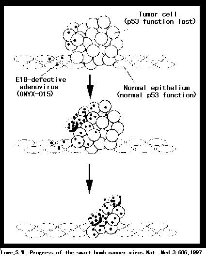 }FTumor-specific Replication and Cytotoxicity of EIB-defective Adenovirus(ONYX-015)