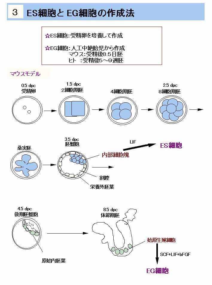 drזEƂdfזE̍쐬@